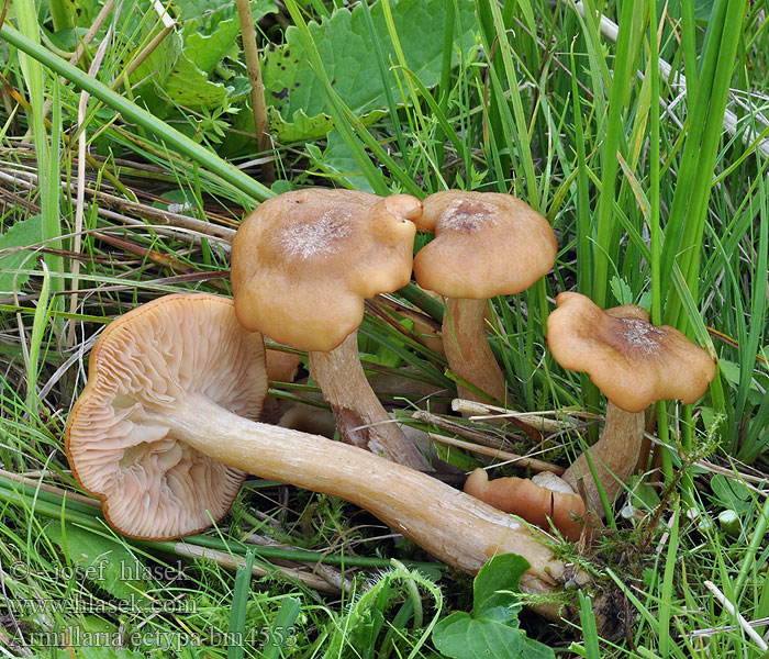 Armillaria ectypa bm4553