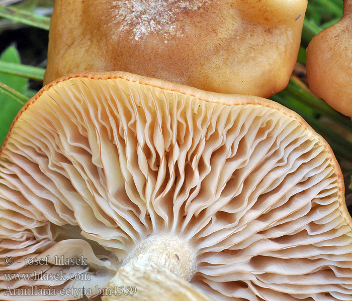 Armillaria ectypa Опёнок чеканный Moorhallimasch Moor Hallimasch Ringløs