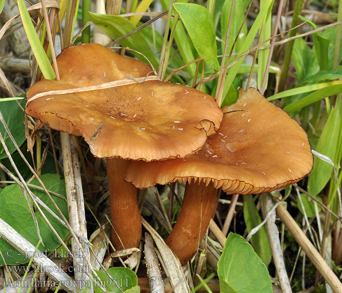 Armillaria ectypa Moorhallimasch Moor Hallimasch Ringløs Honningsvamp Nevamesisieni Moerashoningzwam