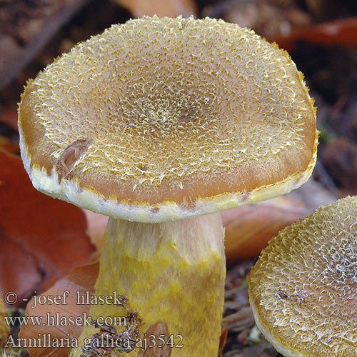 Armillaria gallica bulbosa Václavka hlíznatá Armillaire