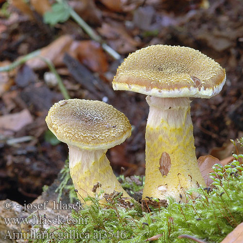 Armillaria gallica Podpňovka žltá Bulbous Honey Fungus Mushroom