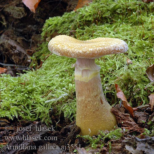 Armillaria gallica aj3551