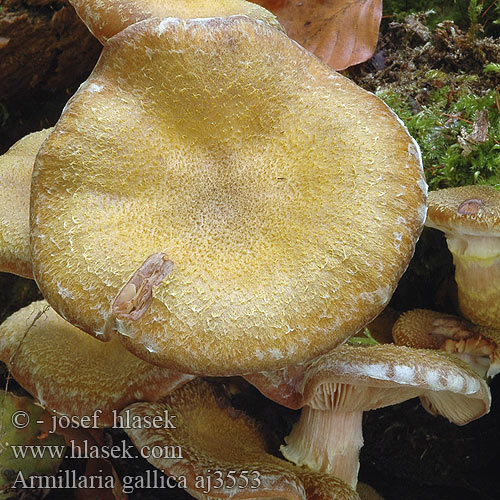 Armillaria gallica aj3553