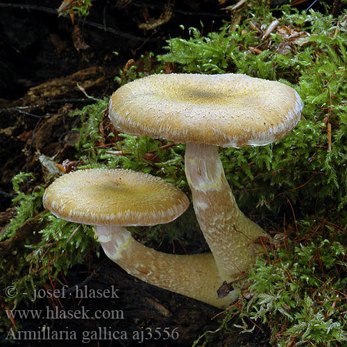 Armillaria gallica aj3556