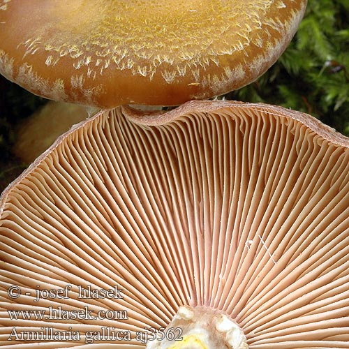 Armillaria gallica Honungsskivling bulbosa Václavka hlíznatá