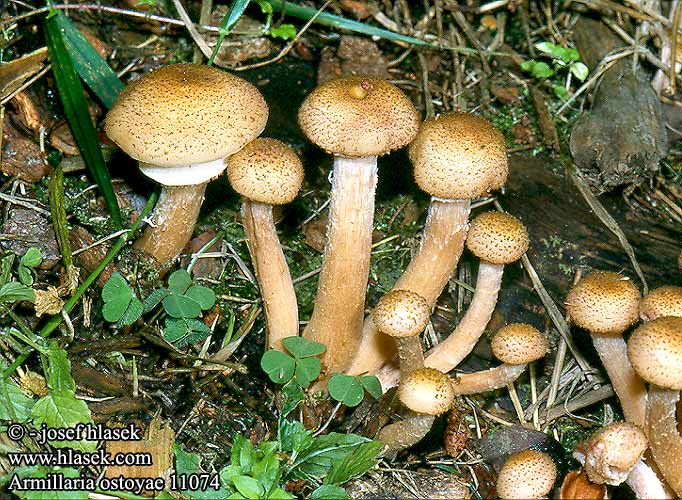 Armillaria ostoyae Václavka smrková Ostoyova