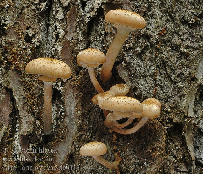 Armillaria ostoyae db0113