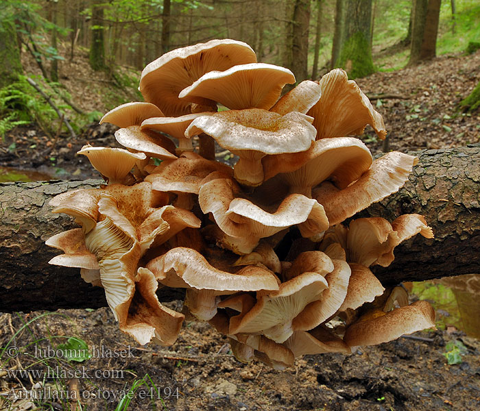 Armillaria ostoyae e4194