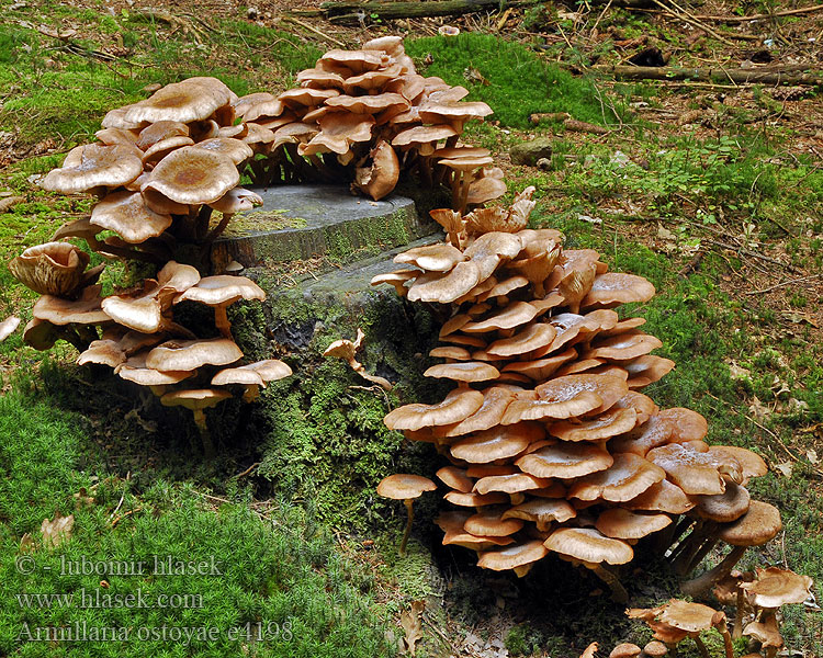 Oпёнок темный Mörk honungskivling Armillaria ostoyae