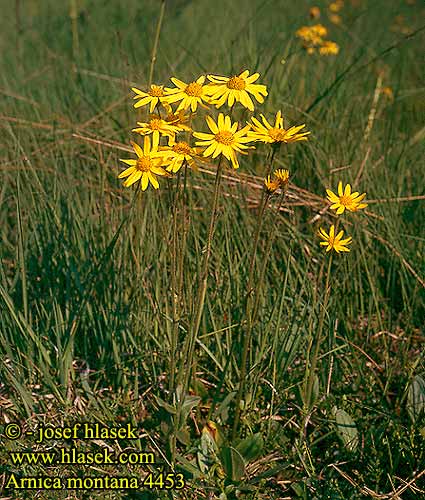 Arnica montana Guldblomme Etelänarnikki montagnes