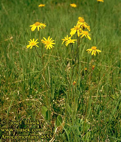 Arnica montana Valkruid Árnika Arnika górska horská