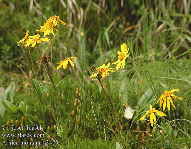 Arnica montana Prha Slattergubbe öküzgözü çiçegi Öküz gözü