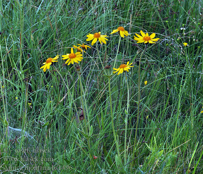 Arnica montana Guldblomme