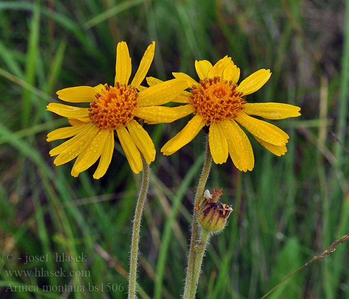 Arnica montana Prha arnika