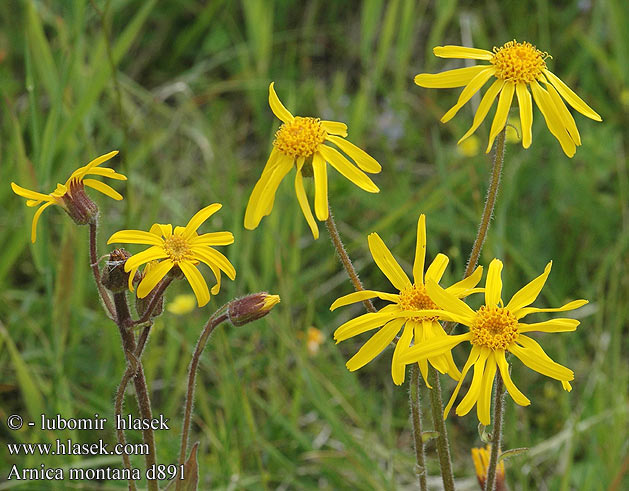 Arnica montana Árnika Arnika horská Prha