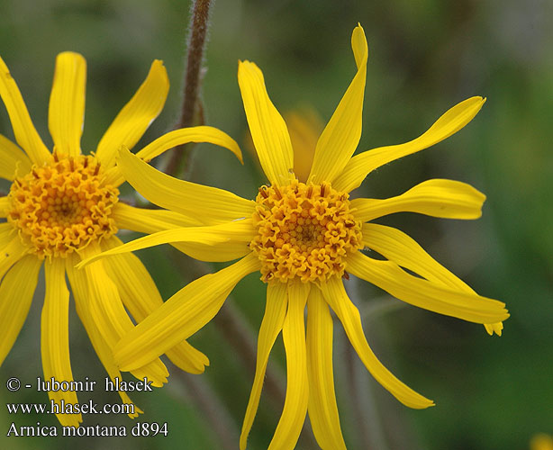 Arnica montana Prha Slattergubbe öküzgözü çiçegi Öküz gözü