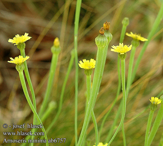 Arnoseris minima Korensla