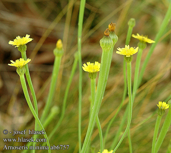 Arnoseris minima Korensla