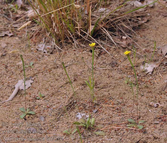 Arnoseris minima Klubbfibbla