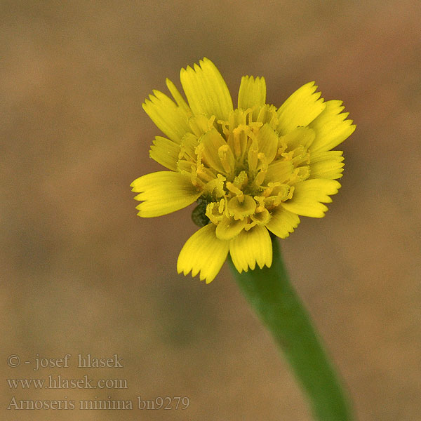 Arnoseris minima Hyoseris pusilla