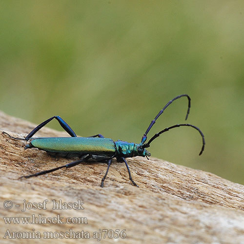 Musk Beetle Moskusbuk Myskijäärä Aromie musquée