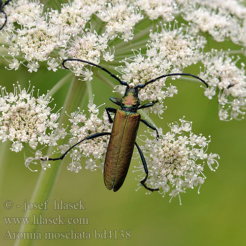 Musk Beetle Moskusbuk Myskijäärä Aromie musquée