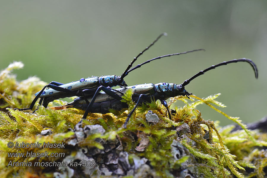 Aromia moschata