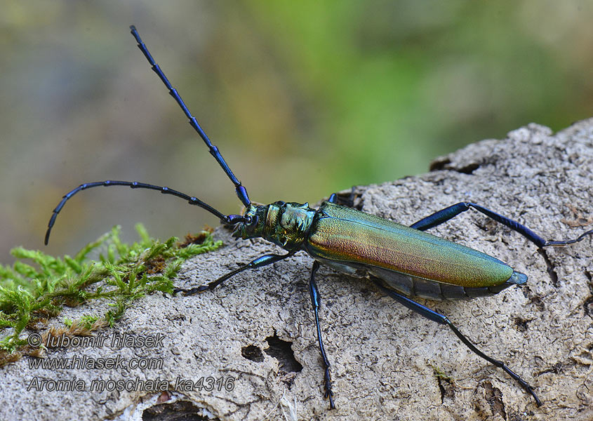 Aromia moschata