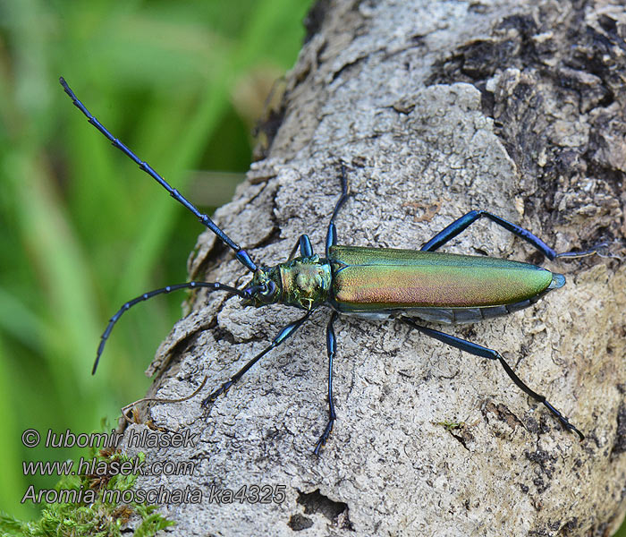 Aromia moschata