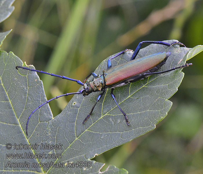 Aromia moschata