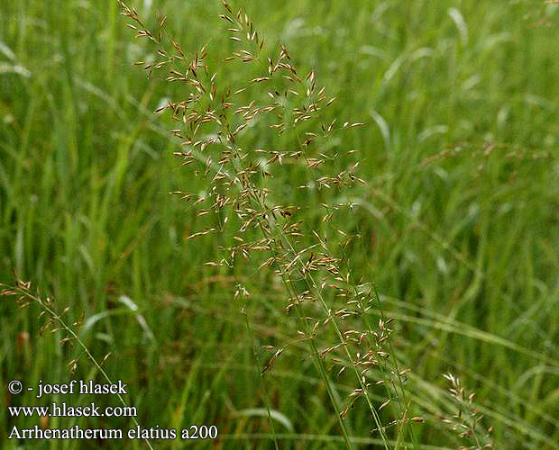 Arrhenatherum elatius False Oat-grass Glatthafer Rajgras wyniosły