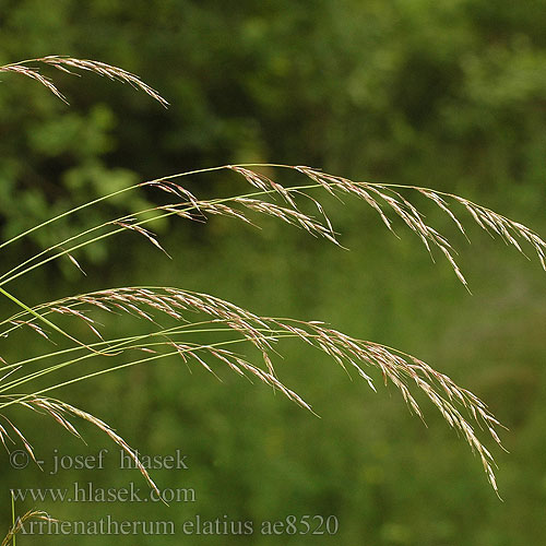 Arrhenatherum elatius False Oat-grass Gewöhnlicher Glatthafer