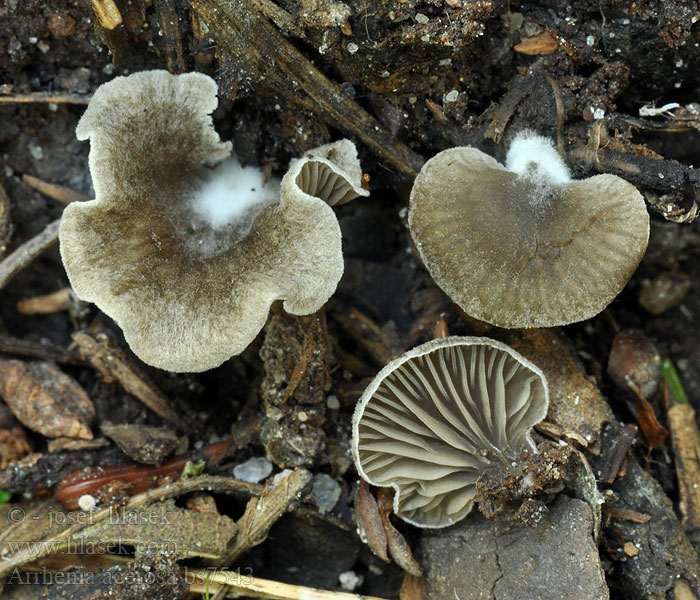 Grauer Zwergnabeling Muschelartiger Nabeling Graunabeling Musselkantarell