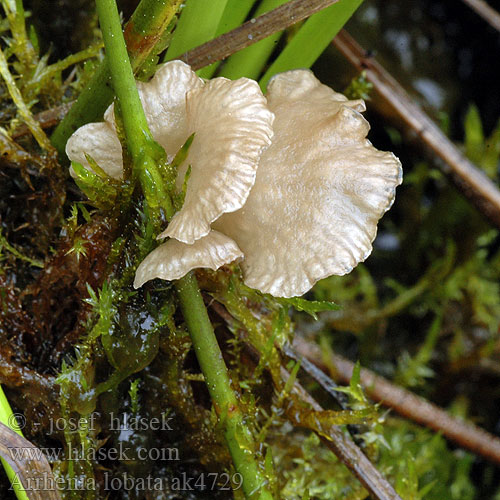 Arrhenia lobata Leptoglossum lobatum Merulius lobatus Cantharellus