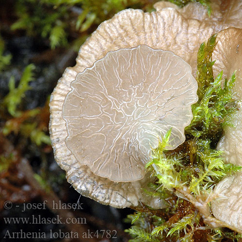 Kärrkantarell Arrhenia lobata Leptoglossum lobatum