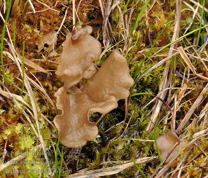 Arrhenia lobata Leptoglossum lobatum Merulius lobatus Cantharellus