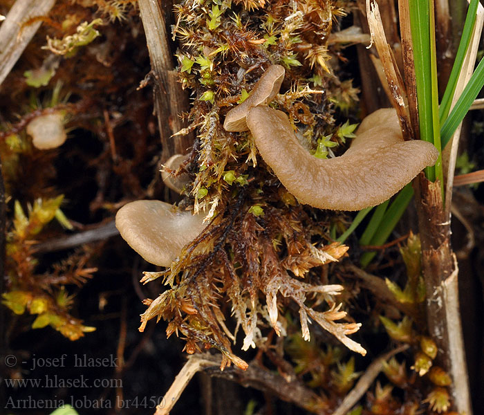 Arrhenia lobata Stielloser Adermoosling