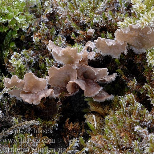 Arrhenia retiruga Leptoglossum retirugum Mecháček síťnatý