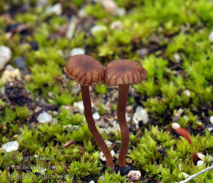 Arrhenia rustica Feld-Nabeling Hednavling Tummanapalakki