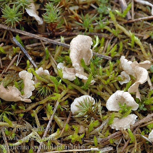 Arrhenia spathulata Leptoglossum muscigenum Mecháček lopatkovitý