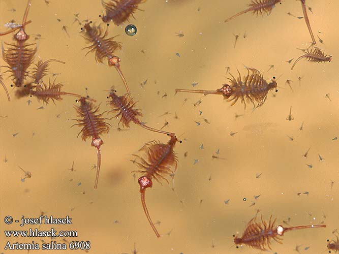 Artemia salina Brine shrimp Saltsøkrebs Salinenkrebs Artémie