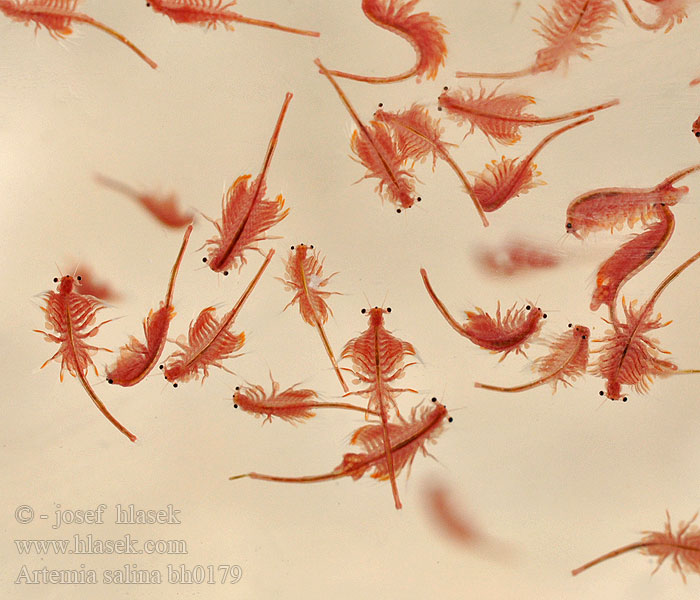 Brine shrimp Saltsøkrebs Salinenkrebs Artémie アルテミア