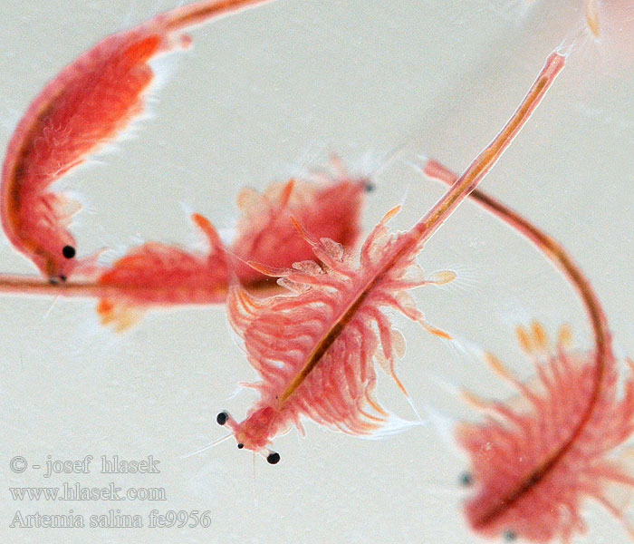 Brine shrimp Artemia salina