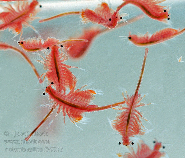 Brine shrimp Artemia salina