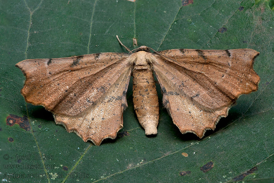 Pfaffenhütchen-Wellrandspanner Artiora evonymaria