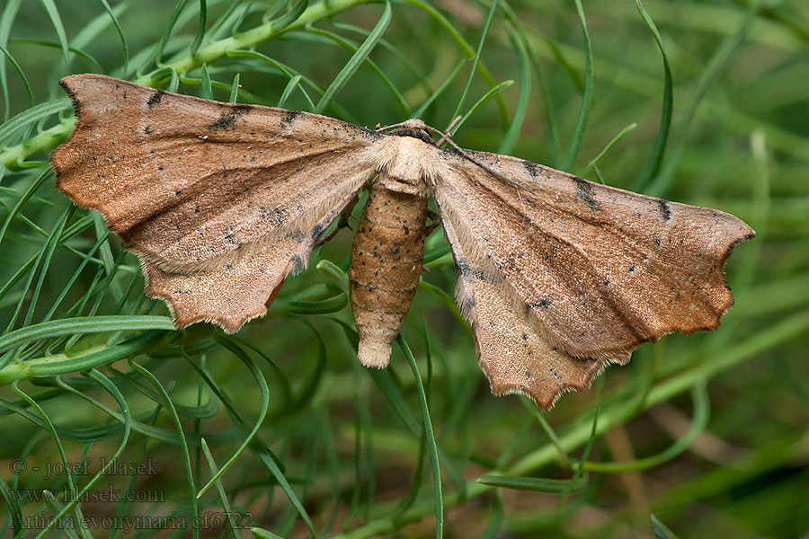 Spindle Thorn Artiora evonymaria