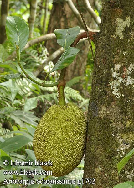 Artocarpus odoratissimus Chlebovník vonný Brotfruchtbäume