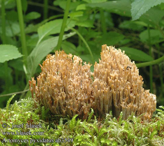 Artomyces pyxidatus ab3549