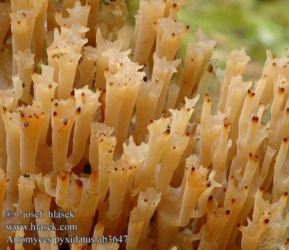 Artomyces pyxidatus ab3647