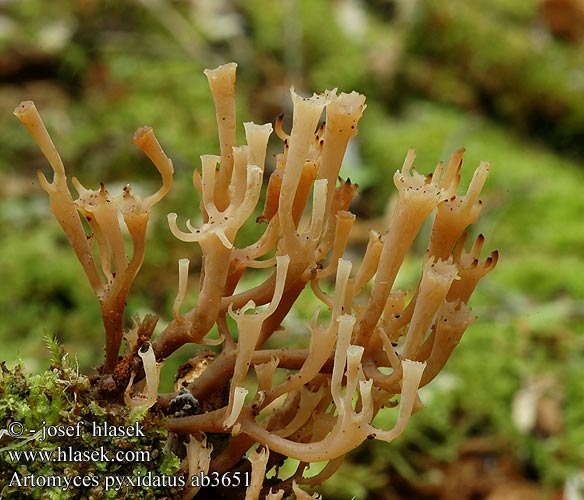 Clavicorona pyxidata Crown Coral